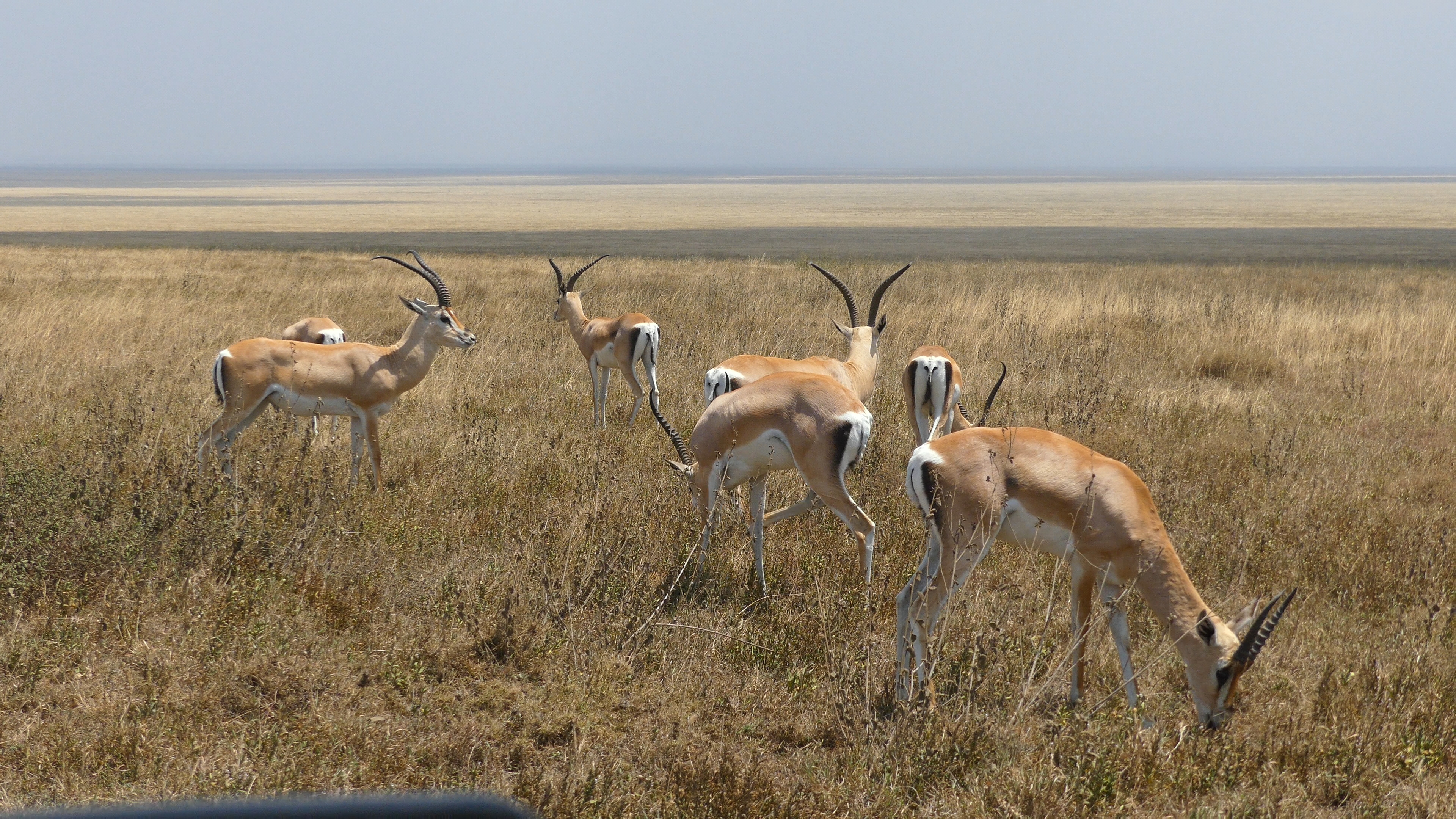 Gazelles in Serengeti